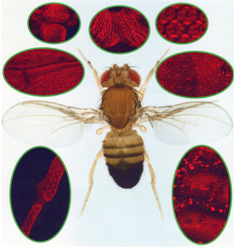 fly metamorphosis