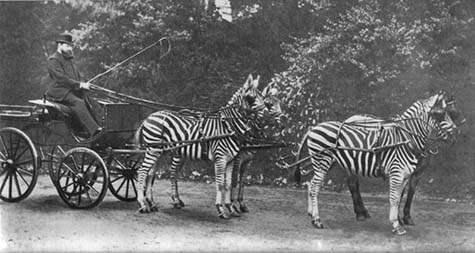 Why weren’t zebras ever domesticated? Baron Rothschild frequently drove a carriage pulled by zebras through the streets of 19th-century London. In “Guns, Germs and Steel,” Jared Diamond says the reason zebras were not domesticated is that they are extraordinarily vicious and will bite and not let go. But why weren’t people able to modify this temperament if they were able to gentle wolves into dogs? [OUT OF COPYRIGHT/CREATIVE COMMONS LICENSE]